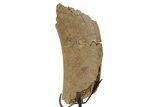 Fossil Triceratops Rib Section w/ Metal Stand - South Dakota #378568-1